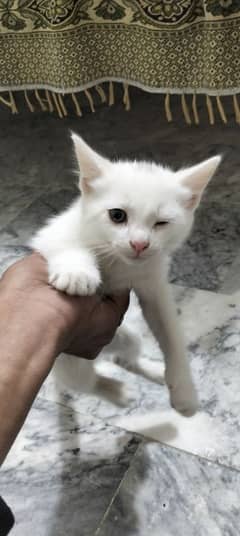 white persioan cat