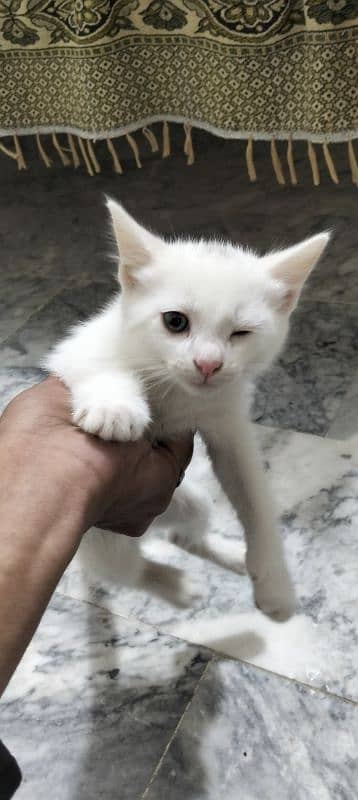 white persioan cat 0