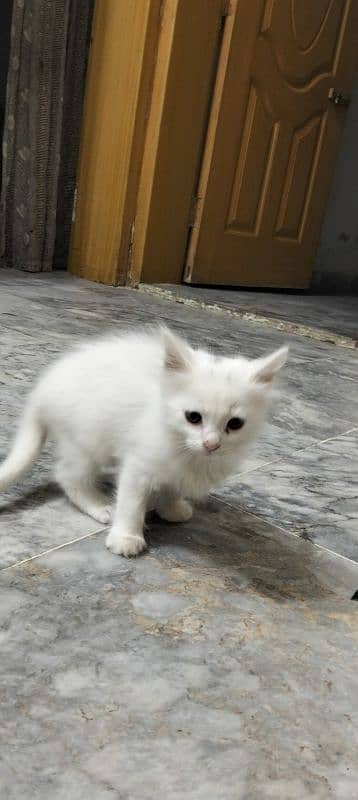 white persioan cat 1