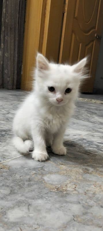 white persioan cat 2