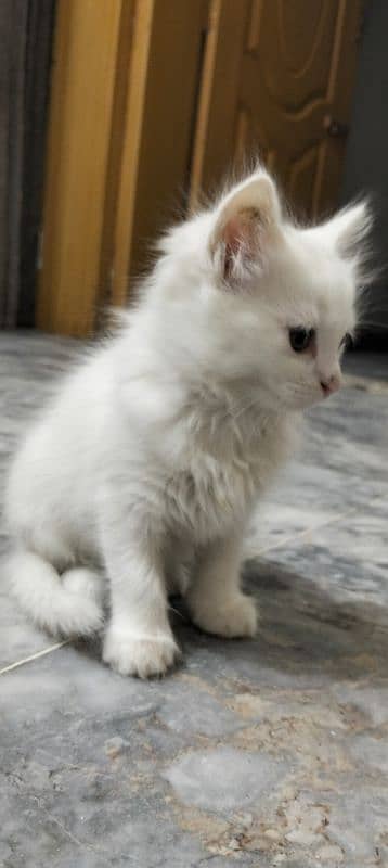 white persioan cat 3