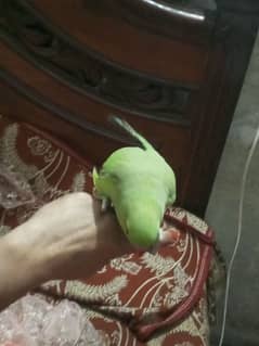 Hand made parrot