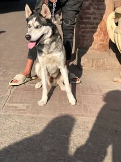 adult male husky stock coat