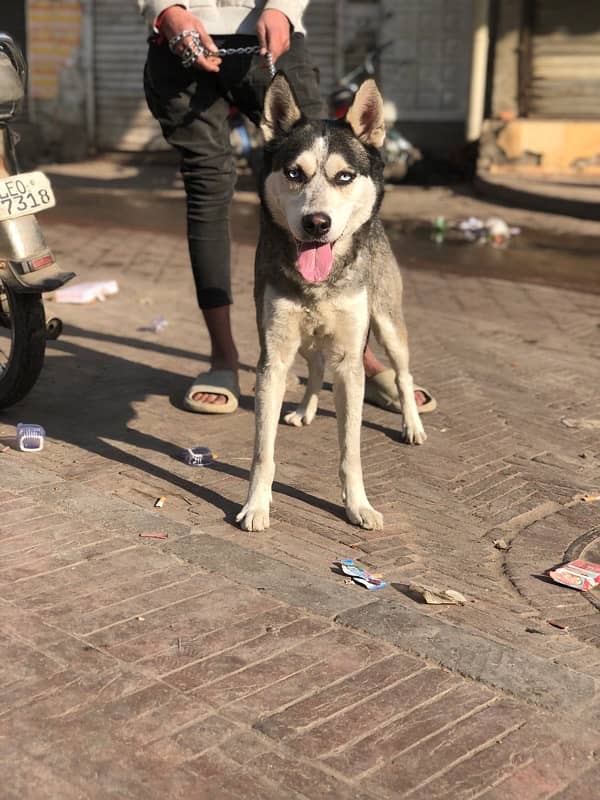 adult male husky stock coat 1