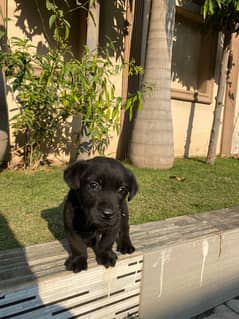 black Male Labrador Puppy 3 Months age for sale