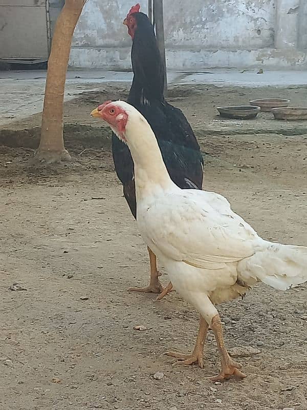 Aseel heera female egg laying 0