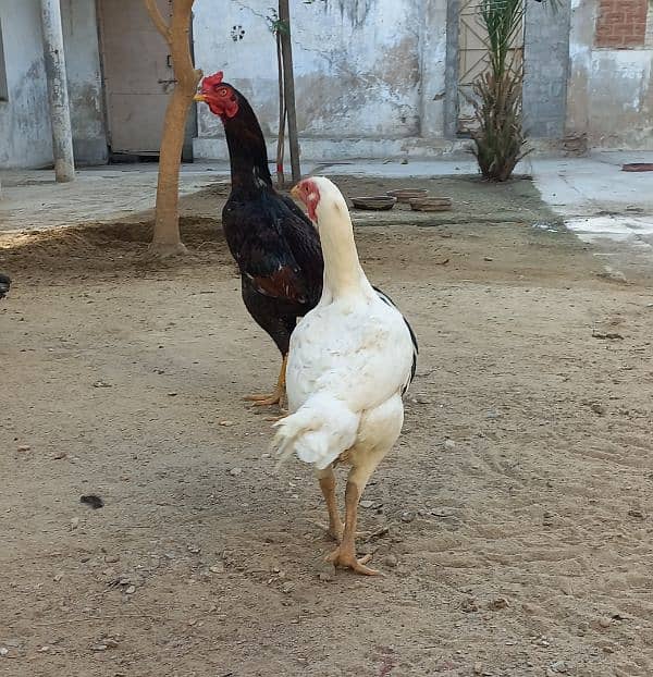 Aseel heera female egg laying 1