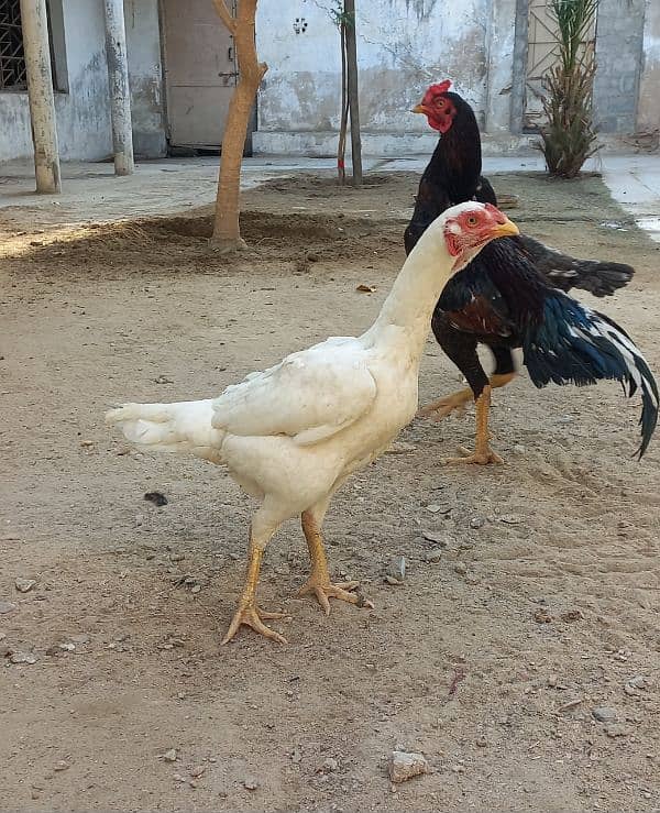 Aseel heera female egg laying 2