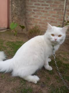 Persian cat with golden eyes