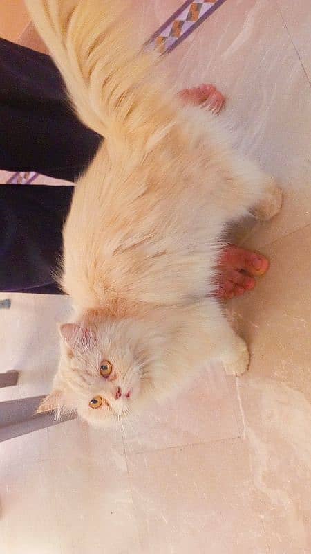 persian cat female 1 years age 0