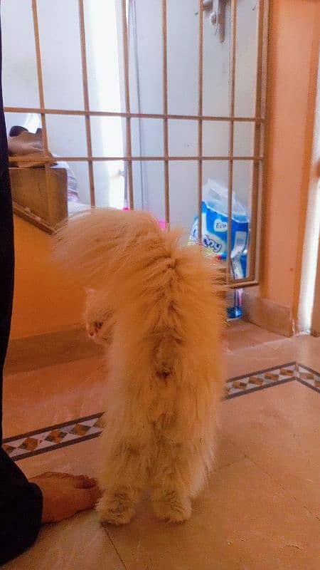 persian cat female 1 years age 1