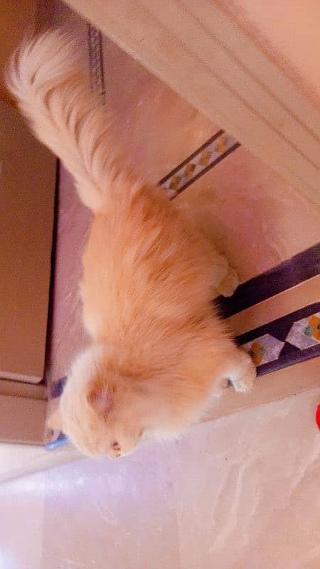 persian cat female 1 years age 2