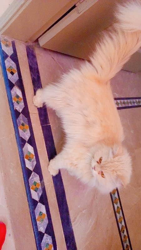 persian cat female 1 years age 3