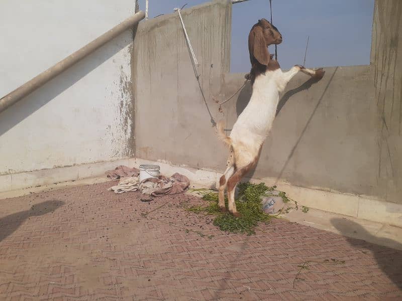 2 db dant bakra for sale 0