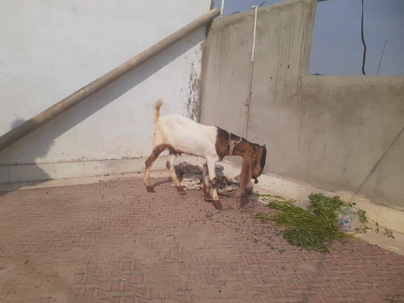 2 db dant bakra for sale 1