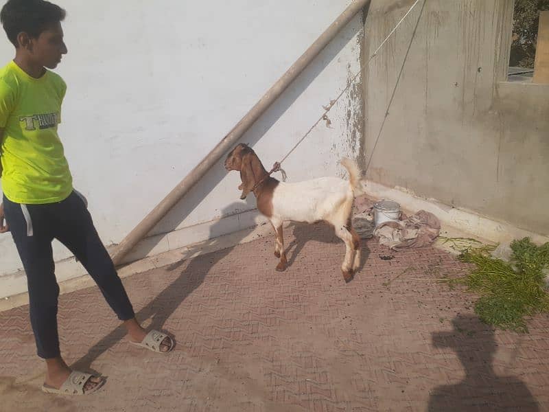 2 db dant bakra for sale 2