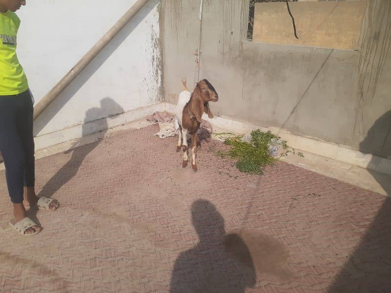 2 db dant bakra for sale 4