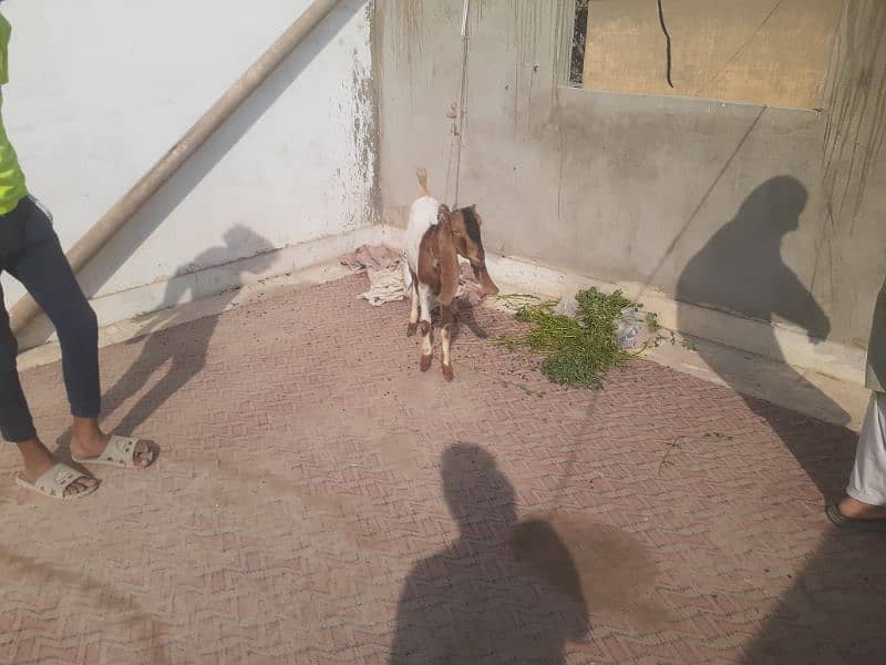 2 db dant bakra for sale 5