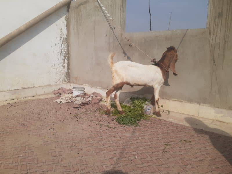 2 db dant bakra for sale 6