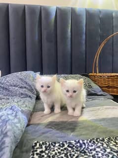 Kitten for sale (pair)