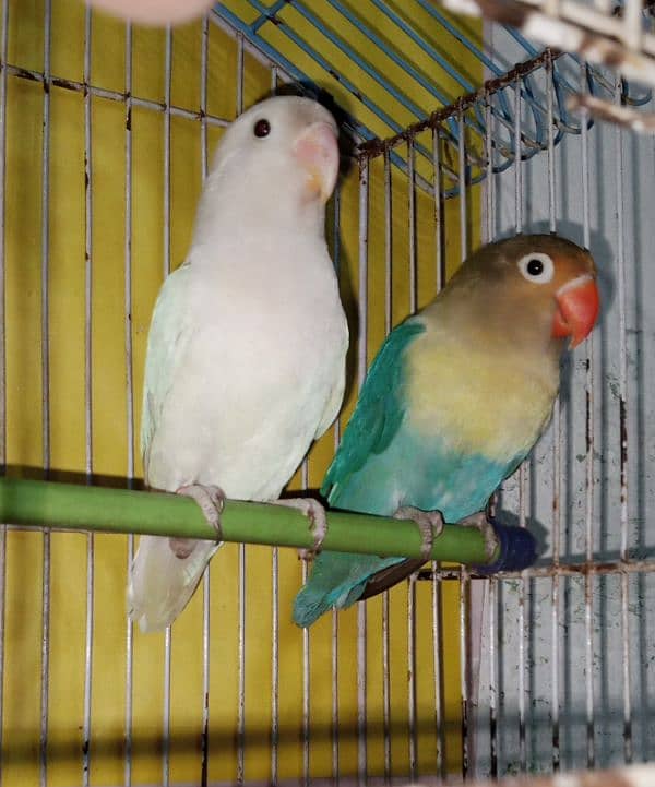 love birds 5