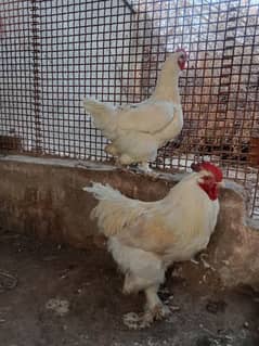 Cochin hen 1pair