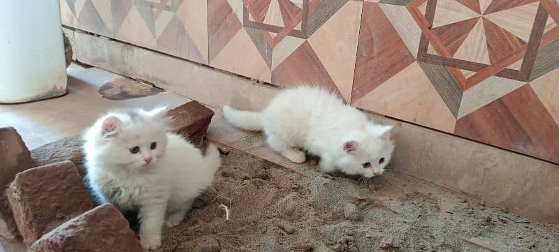 1.5 month male female pair persian kitten 0