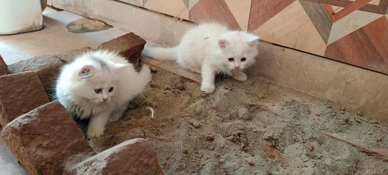 1.5 month male female pair persian kitten 2