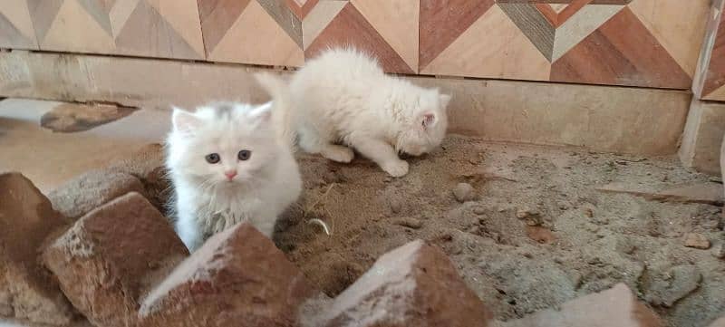 1.5 month male female pair persian kitten 3