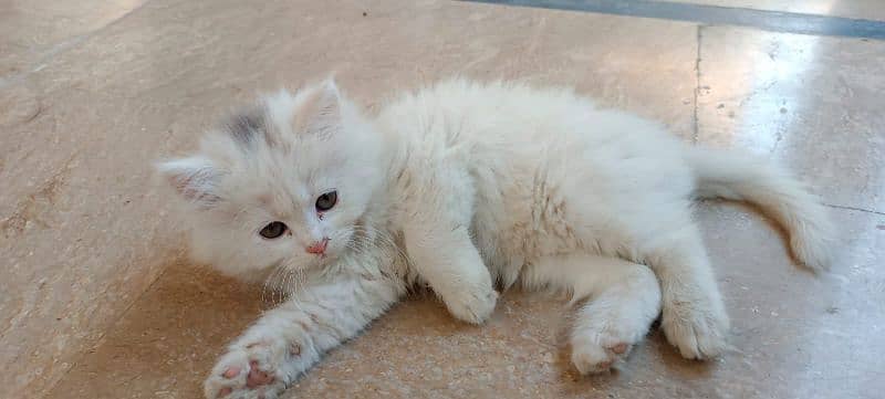 1.5 month male female pair persian kitten 6