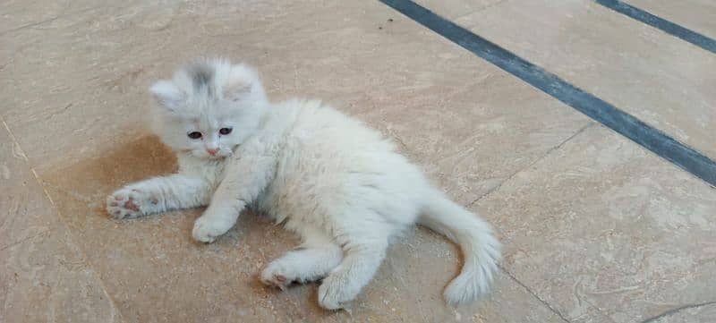 1.5 month male female pair persian kitten 7