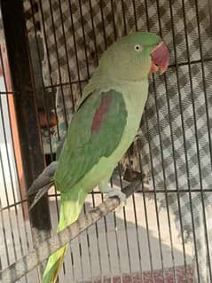 Kashmeri Raw Parrot 6 Month Age WhatsApp 03264028934