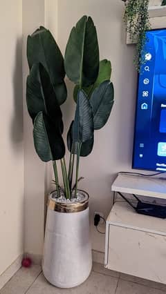 banana leaf plant 7ft height