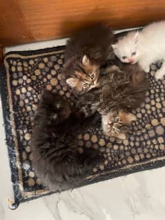 Persian kittens