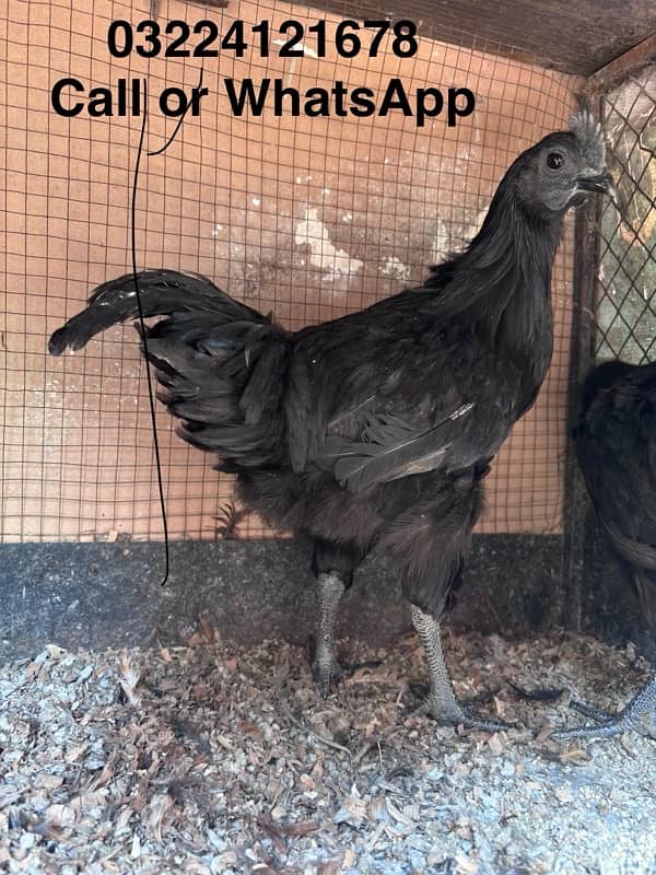 ayam cemani  pair 4 month 0