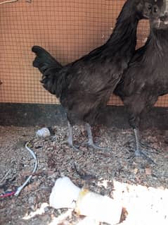 ayam cemani  chicks