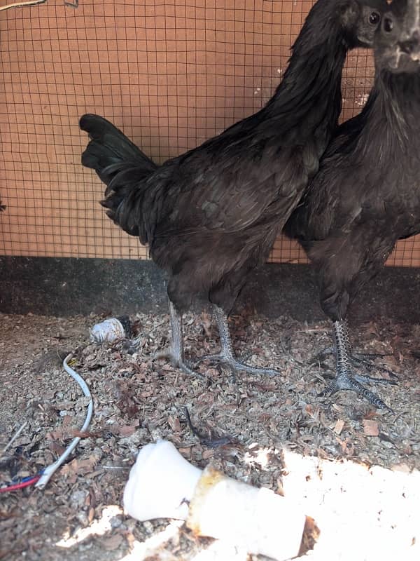 ayam cemani  pair 4 month 1