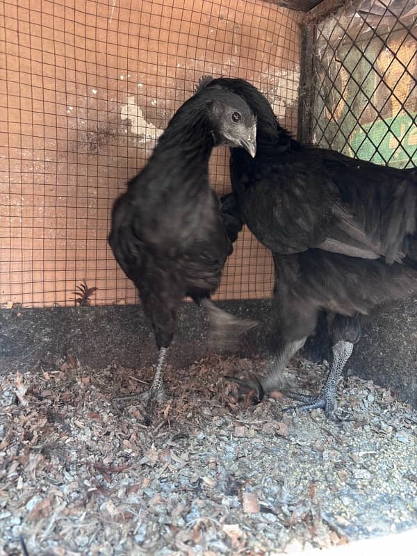 ayam cemani  pair 4 month 2