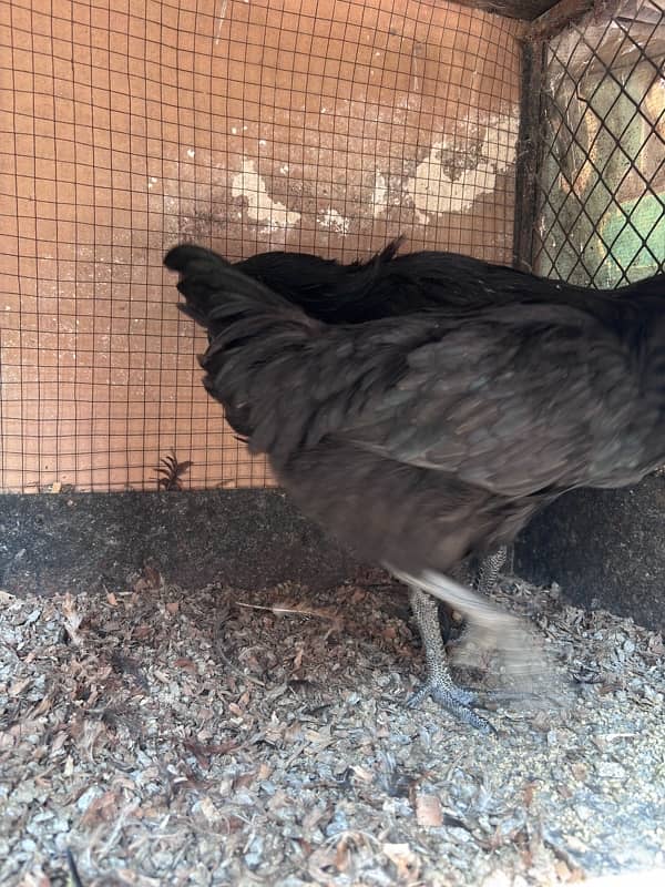 ayam cemani  pair 4 month 3