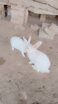 Red eyes rabbits