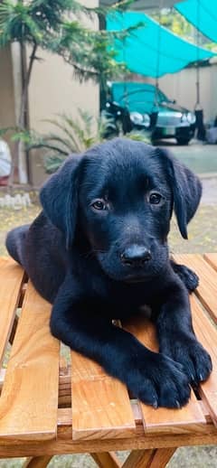 British labrador puppies available for sale