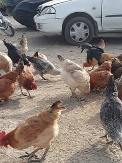 Desi hen 850 per kg