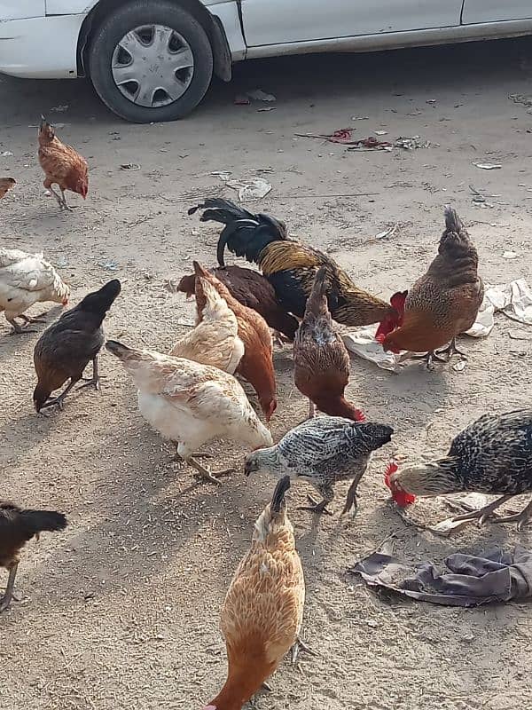 Desi hen 850 per kg 1