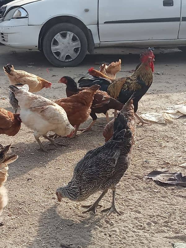 Desi hen 850 per kg 2