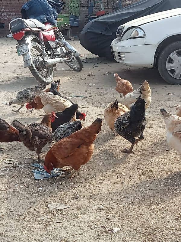 Desi hen 850 per kg 3