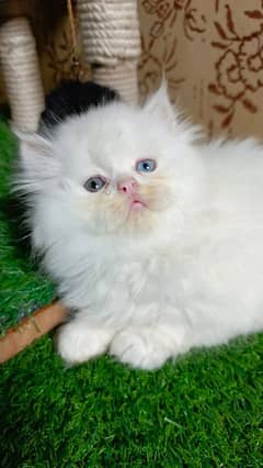 Persian kittens available