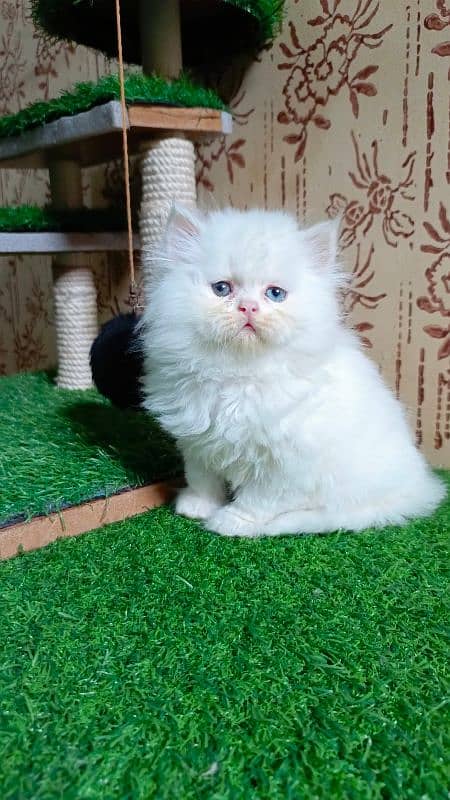 Persian kittens available 1