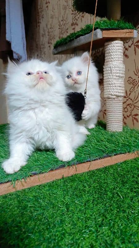 Persian kittens available 2