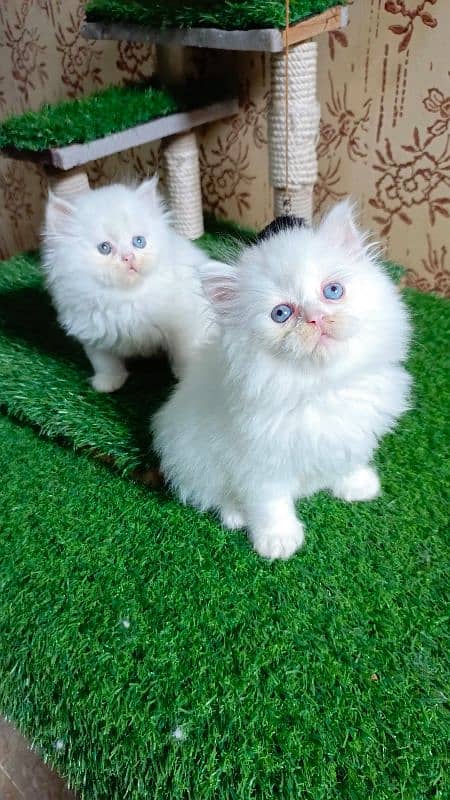 Persian kittens available 3