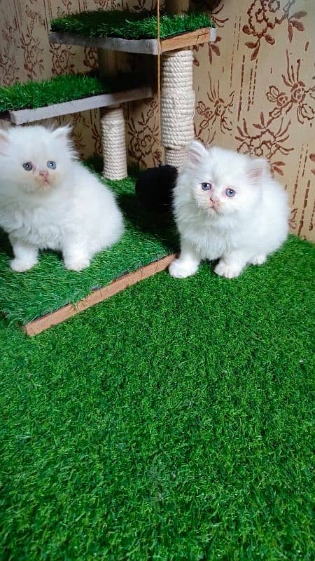 Persian kittens available 4